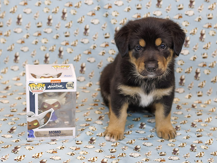 chinook puppy